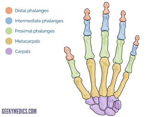 hand anatomy digits|Bones of the Hand .